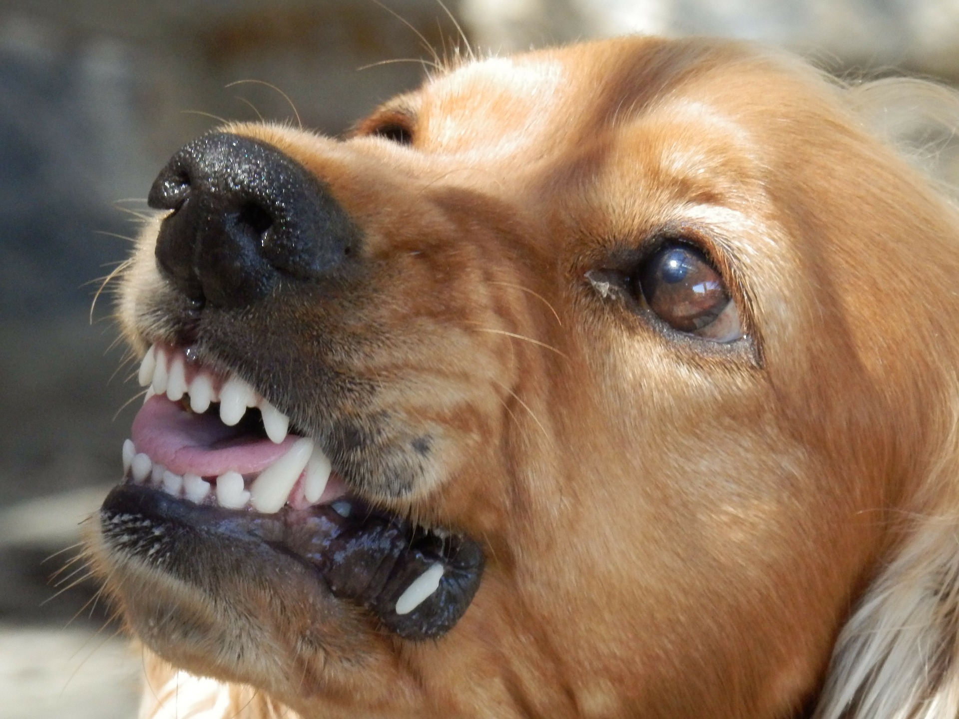 Unwanted behaviour in dogs, dog aggression, behaviour change in dogs